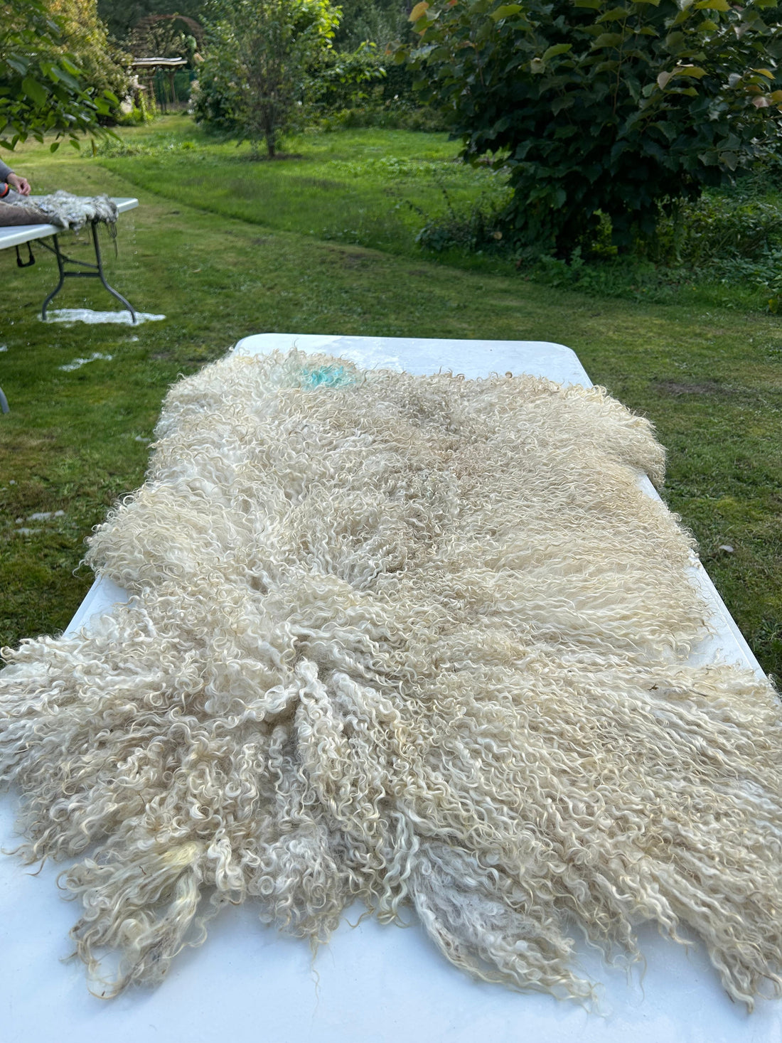vachtvilten is een ambacht dat iedereen kan leren op één dag. Je leert een geschoren schapenvacht met water en zeep aaneen vilten.