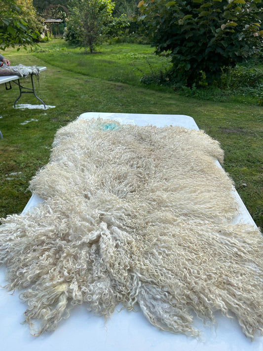 vachtvilten is een ambacht dat iedereen kan leren op één dag. Je leert een geschoren schapenvacht met water en zeep aaneen vilten.