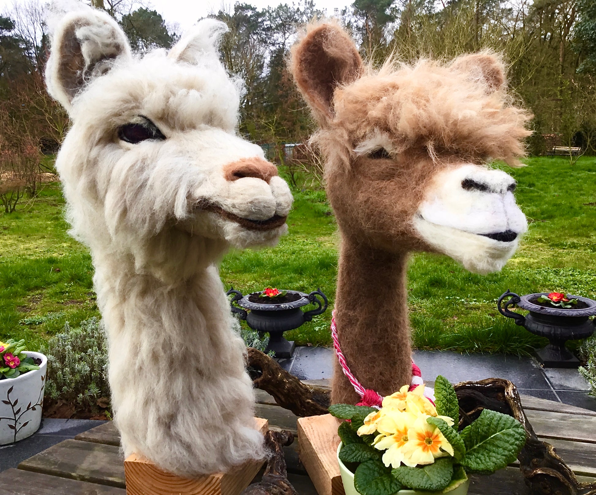 Ze zien er echt uit, maar deze koppen van alpaca's zijn volledig uit wolen alpaca opgebouwd en met behulp van speciale viltnaalden tot dit levensgroot en levensecht geheel gevilt.